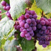 Beeren