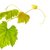 Blatt