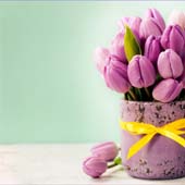 Tulpen